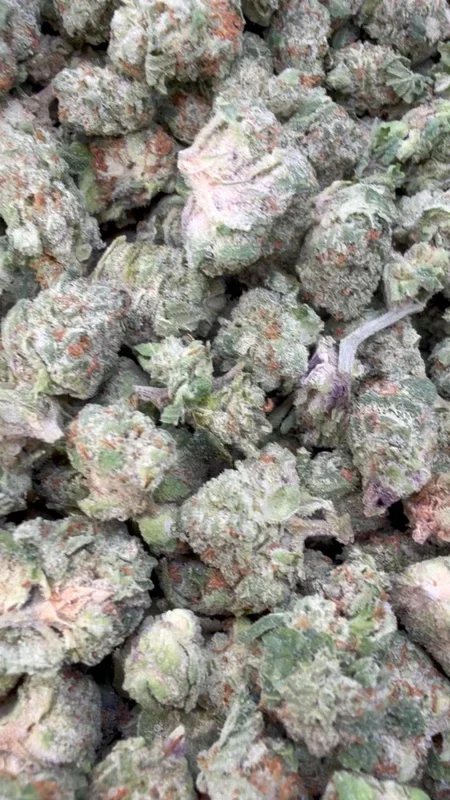 Gruntz Minis – Bulk Minis – Indica