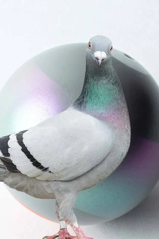 Sweets Kendama – Stroh Pigeon Stripe – Legend